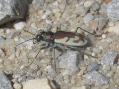 Cicindela lengi