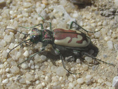 Cicindela lengi
