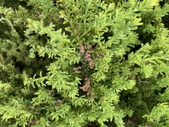 Podocarpus laetus × Podocarpus nivalis