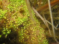 Glossostigma elatinoides