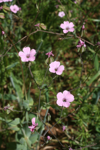 Gypsophila image