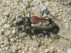 Cicindela lengi