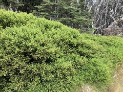 Podocarpus laetus × Podocarpus nivalis