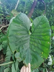 Xanthosoma undipes