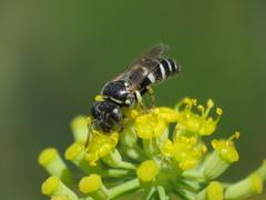 Bembecinus tridens