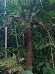 Xanthosoma undipes