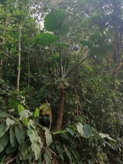 Xanthosoma undipes