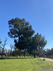 Pinus halepensis