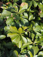 Volutella pachysandrae