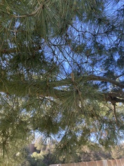 Pinus halepensis