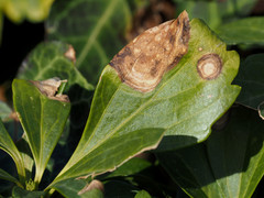 Volutella pachysandrae