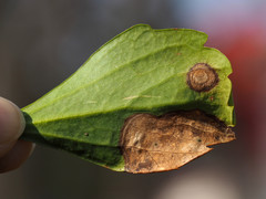 Volutella pachysandrae