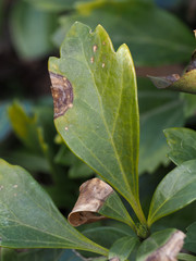 Volutella pachysandrae