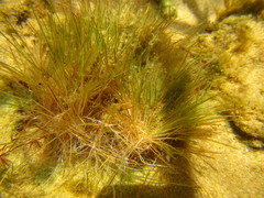 Trithuria inconspicua