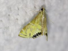 Petrophila daemonalis