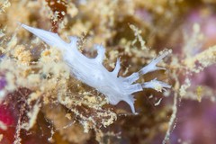 Tritoniopsis elegans
