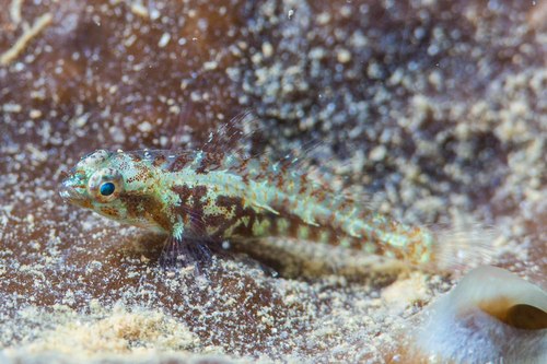 Epaulet dwarfgoby (Eviota infulata) — Gobiidae — 5