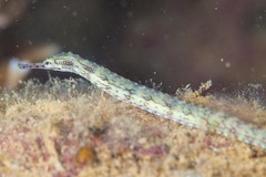 Paxton's Pipefish photo 5
