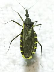 Triatoma gerstaeckeri