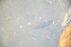 Amphilophus trimaculatus