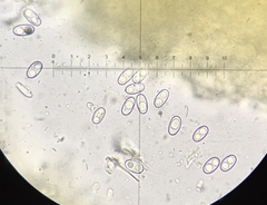 Otidea subformicarum