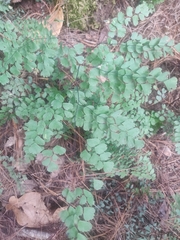 Adiantum andicola