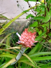 Ananas comosus microstachys