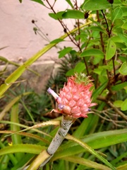 Ananas comosus microstachys