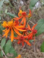 Pseudogynoxys haenkei