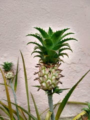 Ananas comosus microstachys
