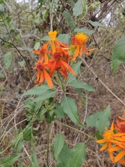 Pseudogynoxys haenkei