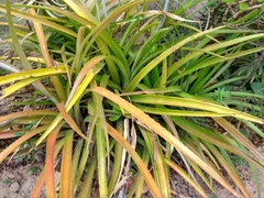 Ananas comosus microstachys