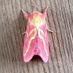 Hyparpax aurora