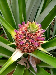 Ananas comosus comosus