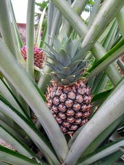 Ananas comosus comosus
