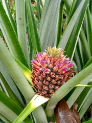 Ananas comosus comosus