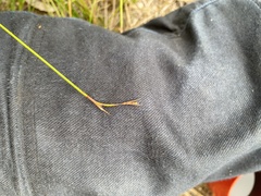 Tricostularia pauciflora