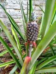 Ananas comosus comosus