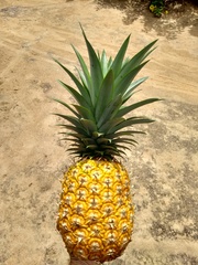 Ananas comosus comosus
