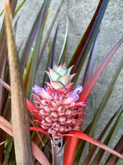 Ananas comosus erectifolius
