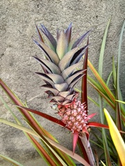 Ananas comosus erectifolius