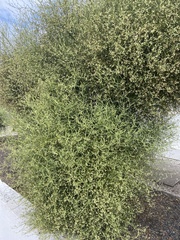 Alternanthera filifolia
