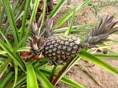Ananas comosus comosus