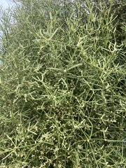 Alternanthera filifolia