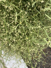 Alternanthera filifolia