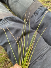 Tricostularia pauciflora