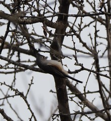 Baeolophus bicolor × atricristatus