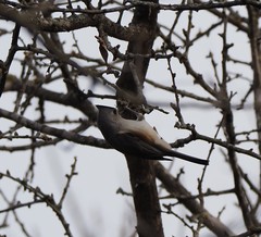 Baeolophus bicolor × atricristatus
