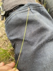 Tricostularia pauciflora