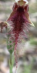 Calochilus gracillimus